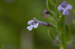 Drummond's false pennyroyal